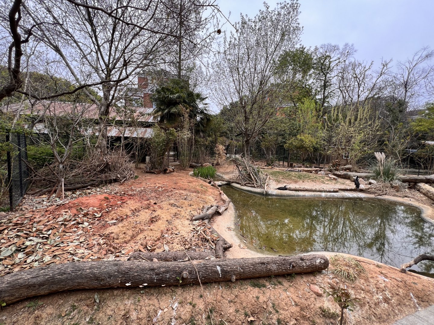 Eastern Grey Kangaroo Exhibit