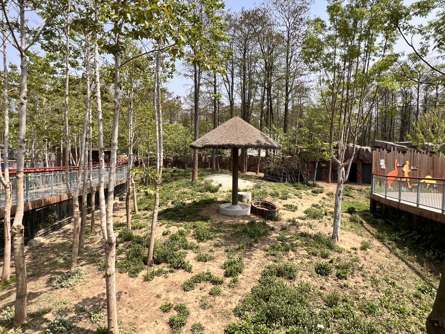 Eastern Grey Kangaroo Exhibit
