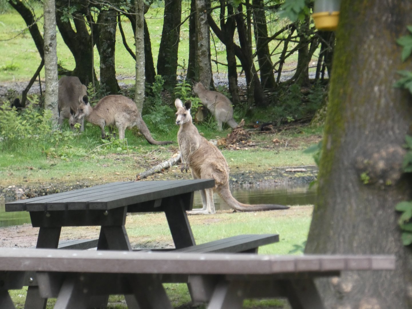 Eastern grey kangaroo free-roaming