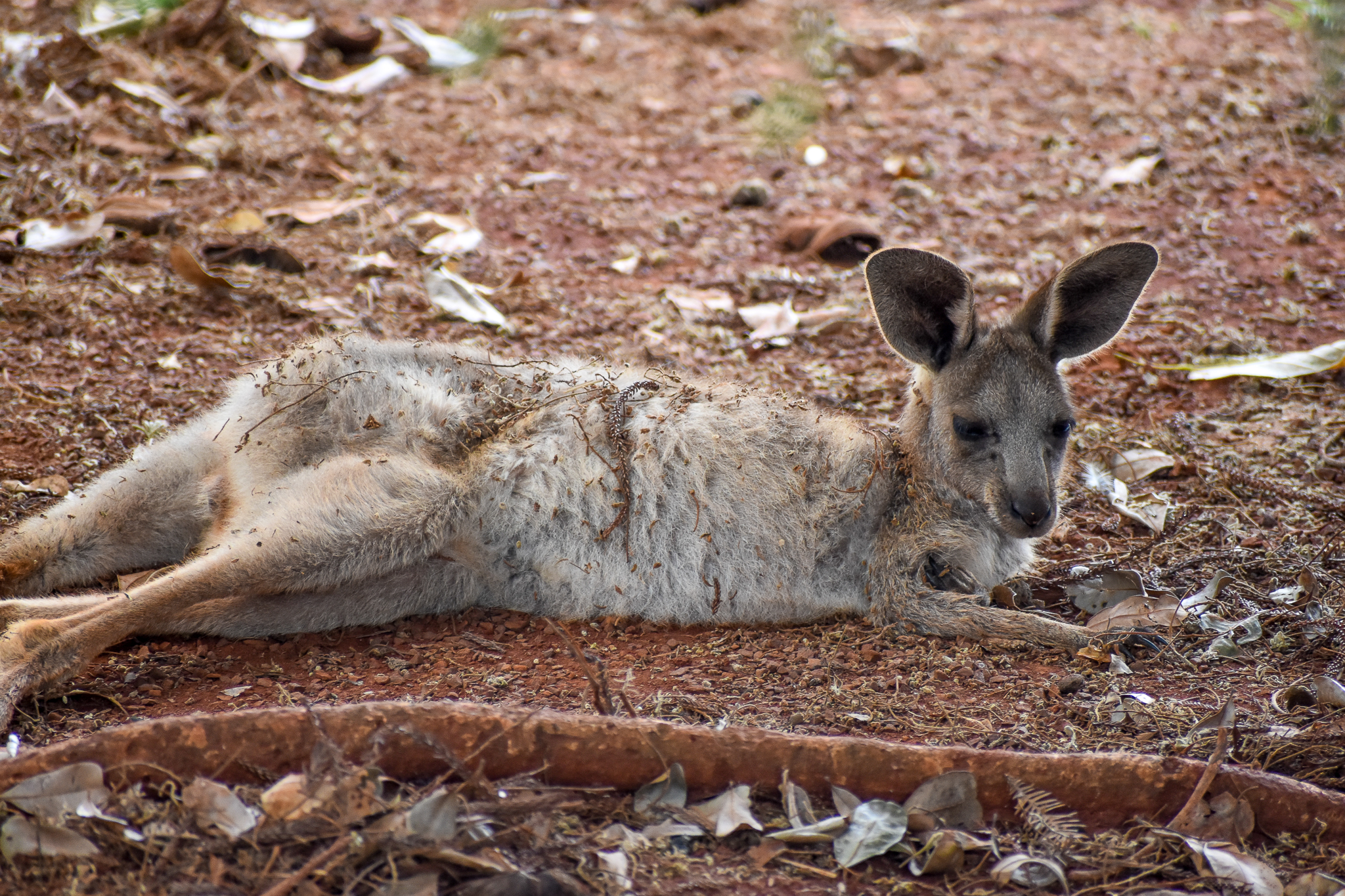 Eastern Grey Kangaroo Joey (Macropus giganteus)