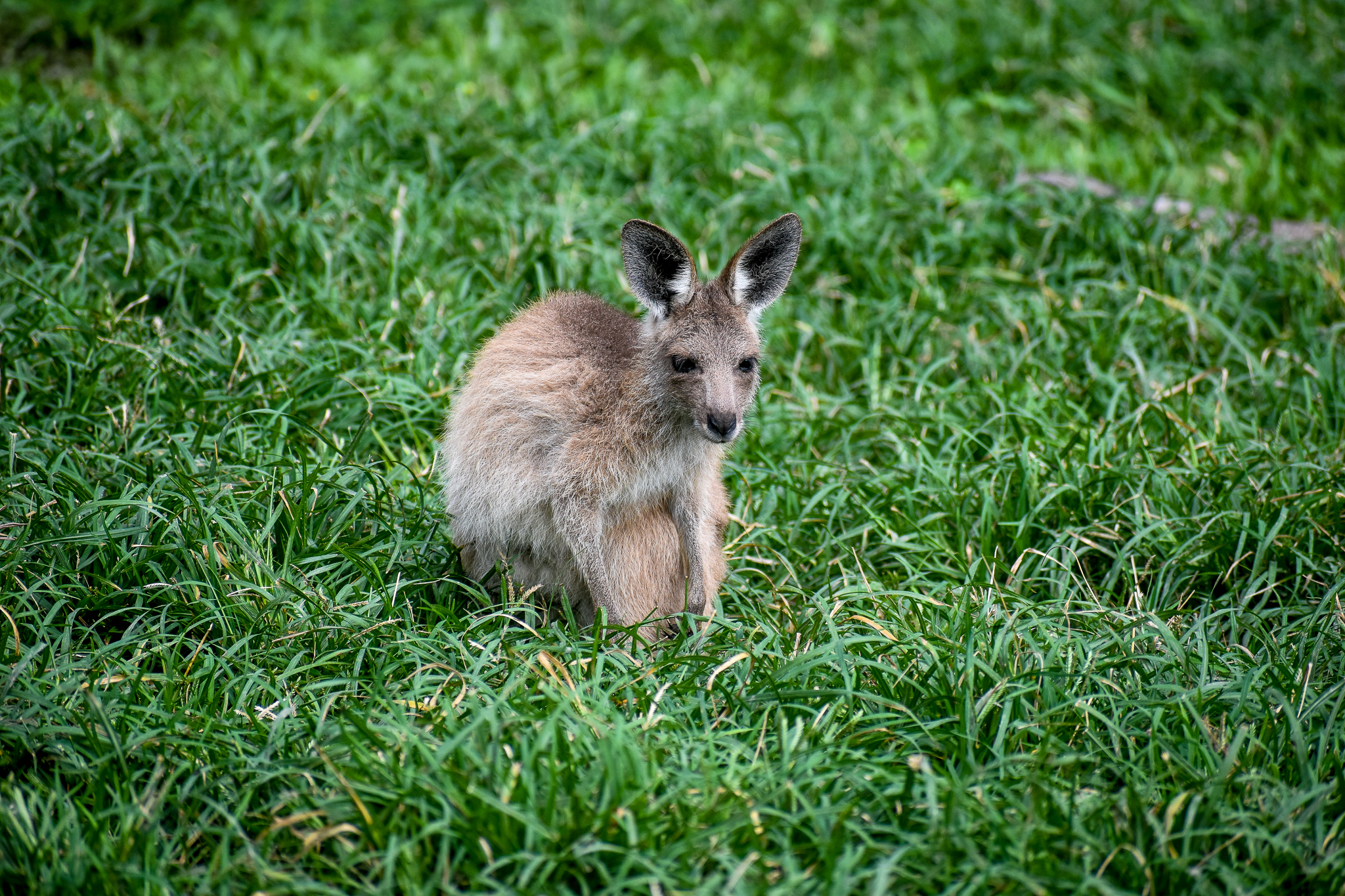 Eastern Grey Kangaroo Joey
