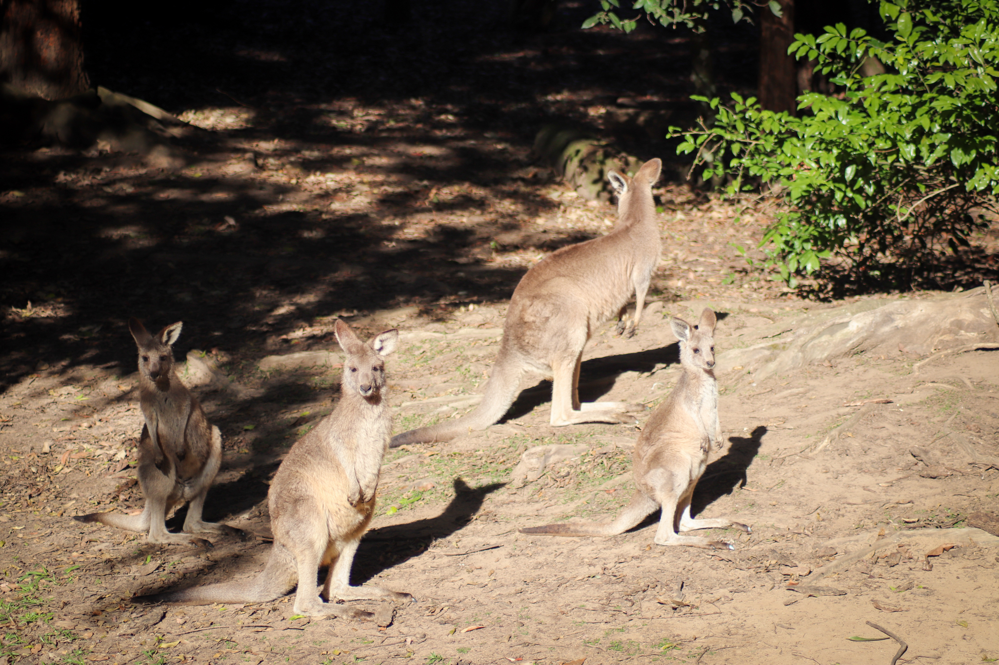 Eastern Grey Kangaroo Joeys