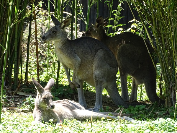 Eastern grey kangaroo (Macropus giganteus)(07/22)
