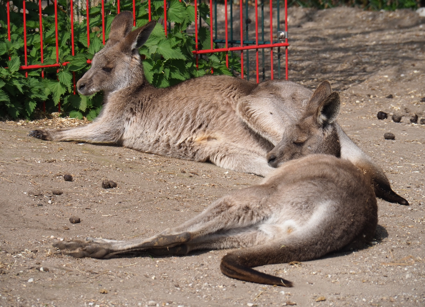 Eastern grey kangaroo (Macropus giganteus), 2019-04-06