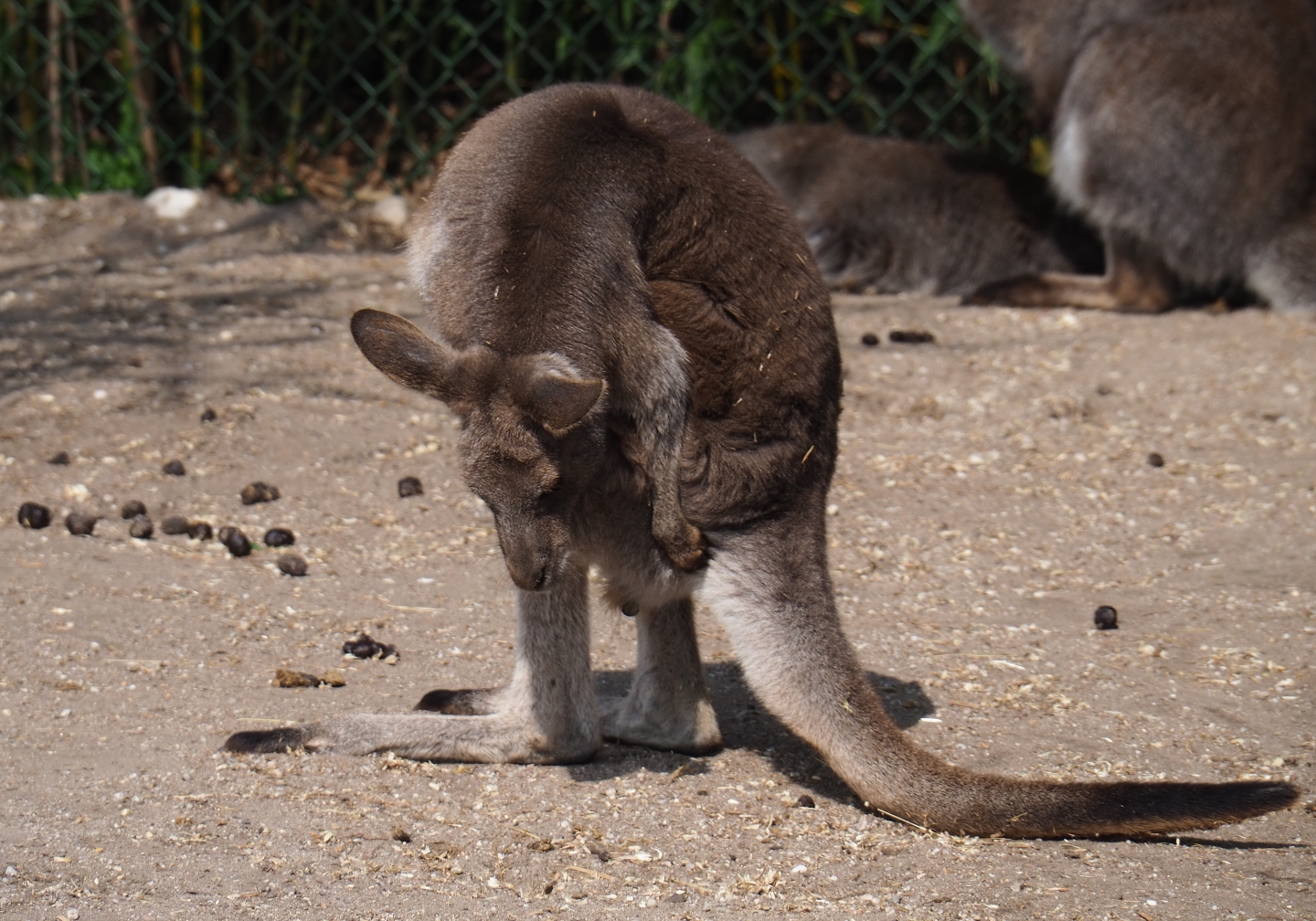 Eastern grey kangaroo (Macropus giganteus), 2019-04-06