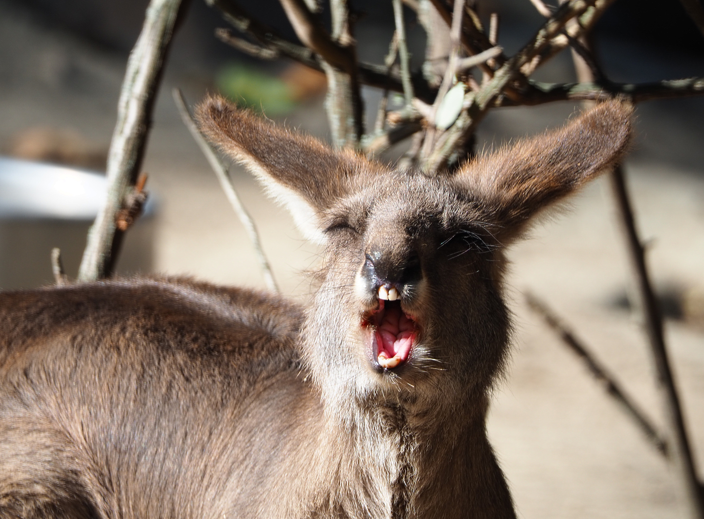 Eastern grey kangaroo (Macropus giganteus), 2019-09-21