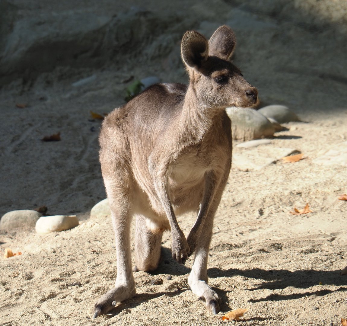 Eastern grey kangaroo (Macropus giganteus), 2020-09-20