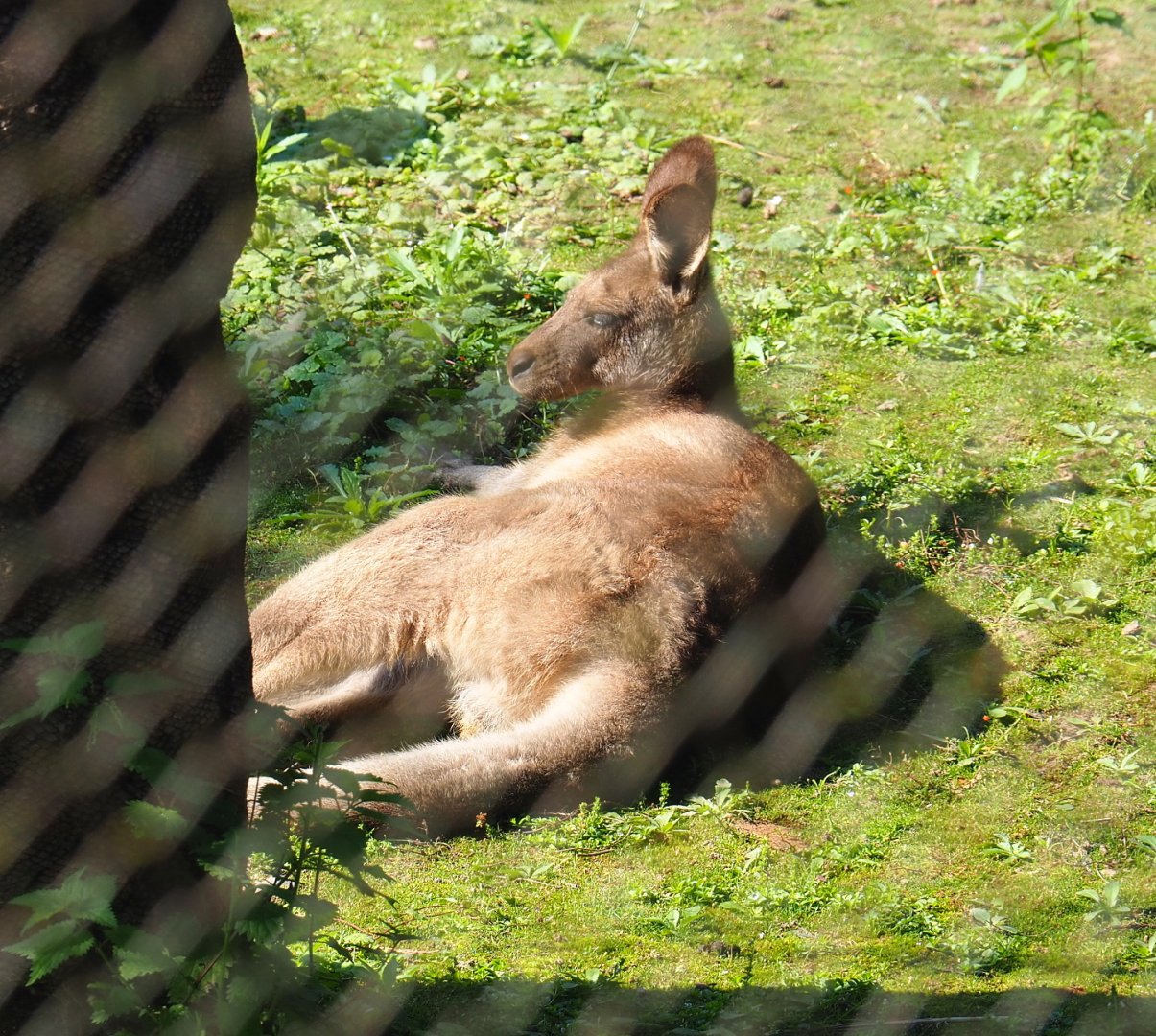 Eastern grey kangaroo (Macropus giganteus), 2021-09-03