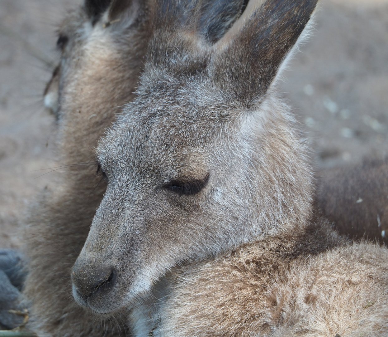 Eastern grey kangaroo (Macropus giganteus), 2022-05-17