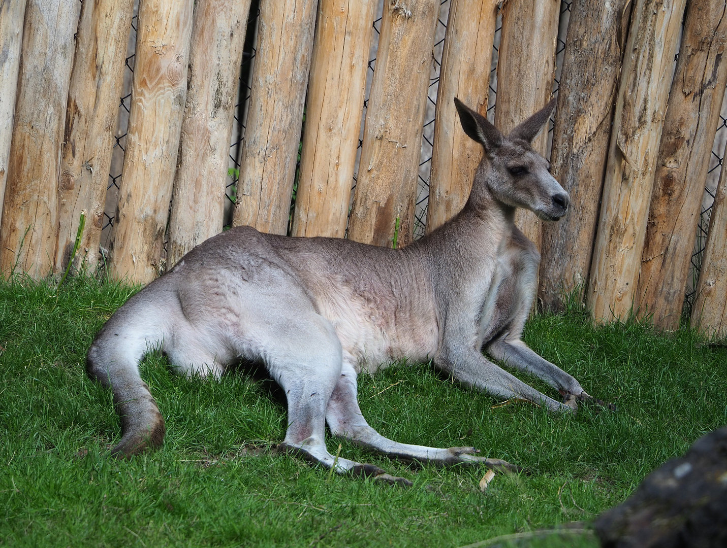 Eastern grey kangaroo (Macropus giganteus), 2022-07-03
