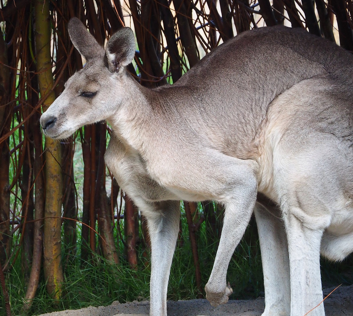 Eastern grey kangaroo (Macropus giganteus), 2022-07-16