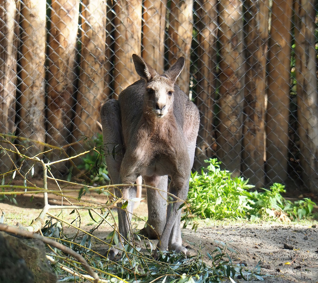 Eastern grey kangaroo (Macropus giganteus), 2022-09-12