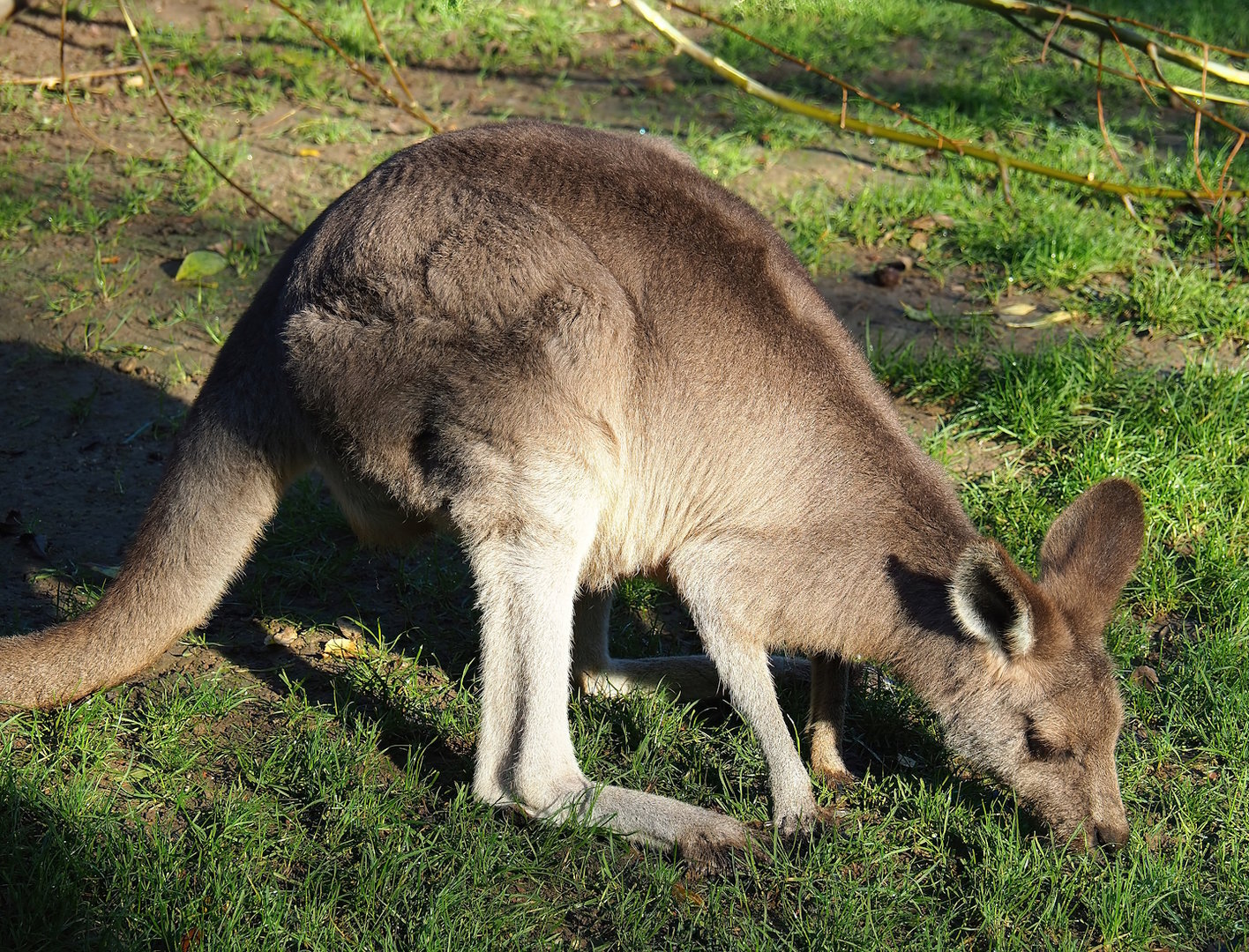 Eastern grey kangaroo (Macropus giganteus), 2022-11-12