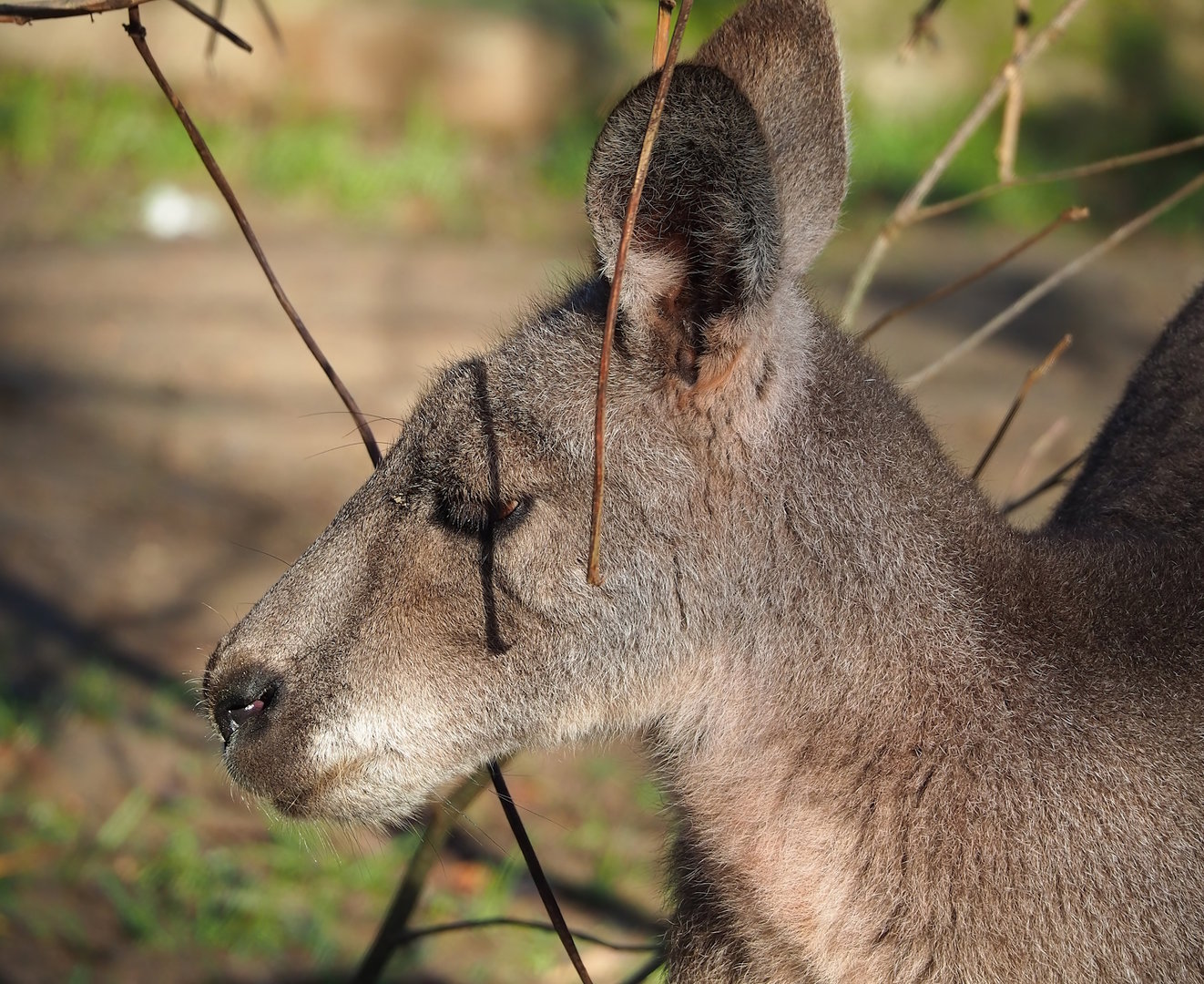 Eastern grey kangaroo (Macropus giganteus), 2022-11-12