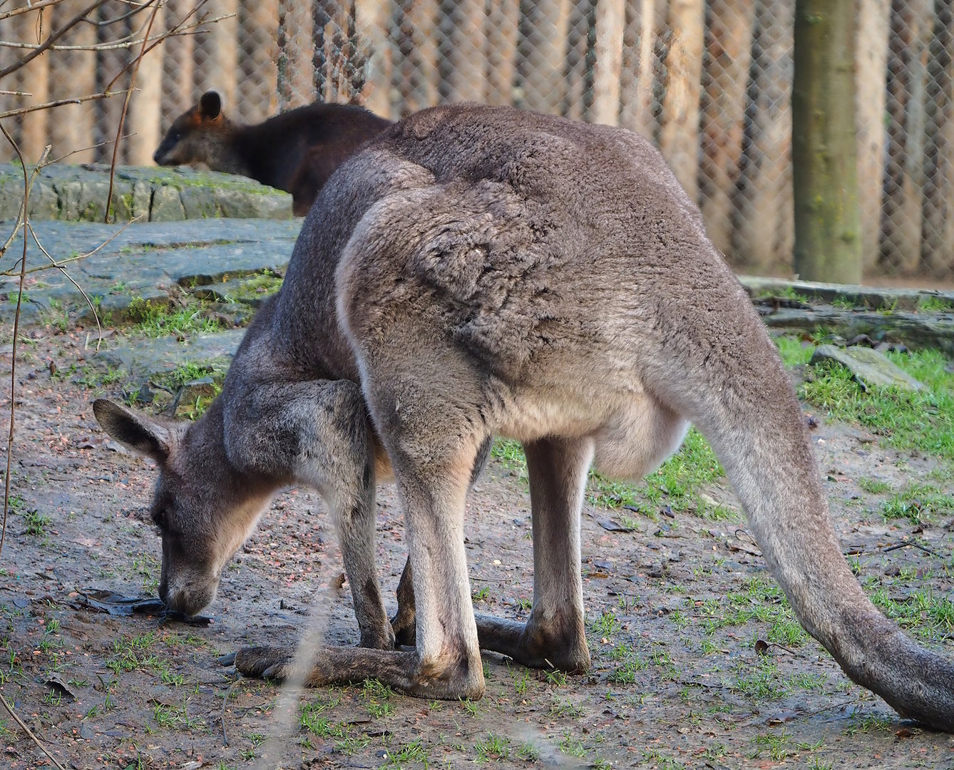 Eastern grey kangaroo (Macropus giganteus), 2022-12-27