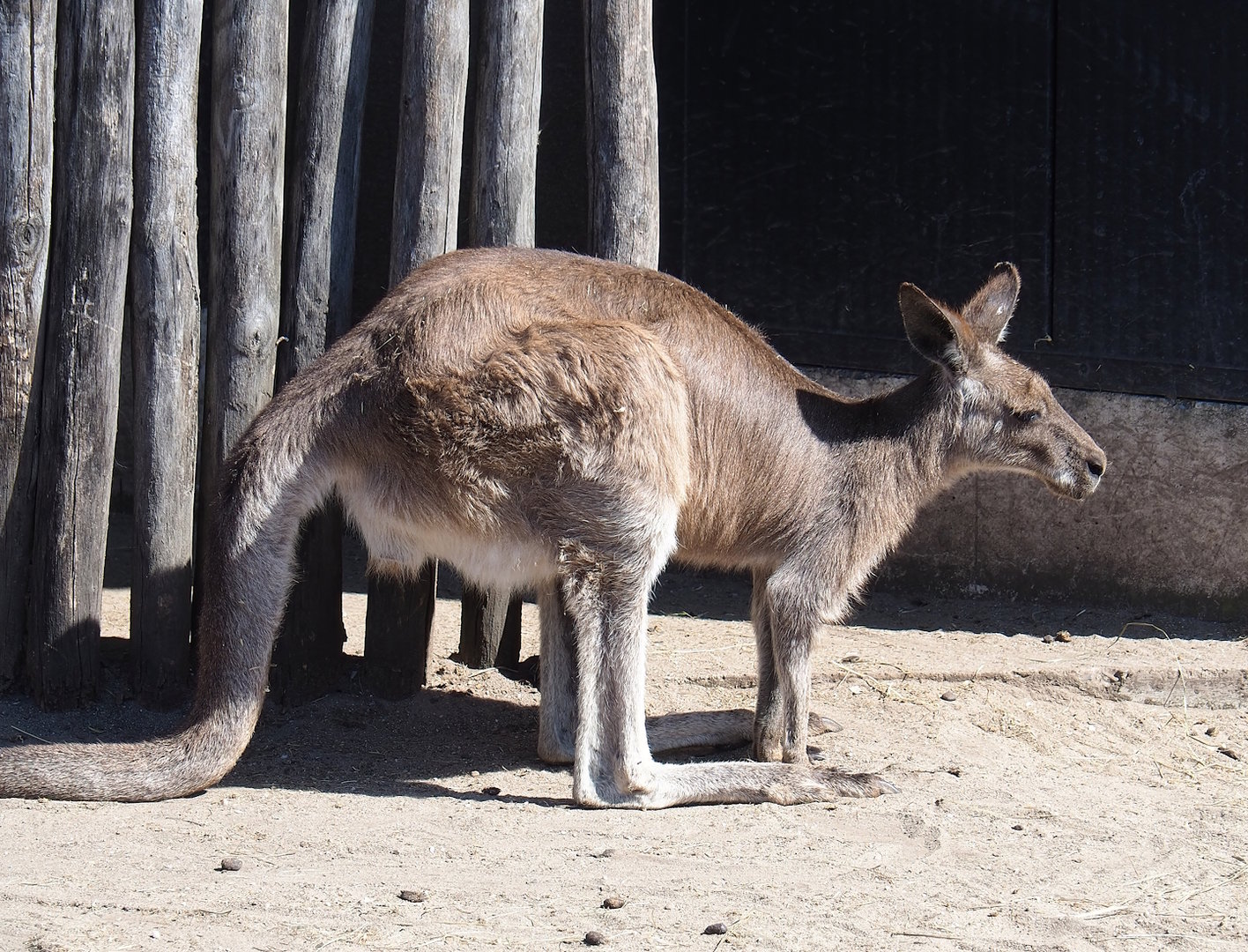 Eastern grey kangaroo (Macropus giganteus), 2023-05-31