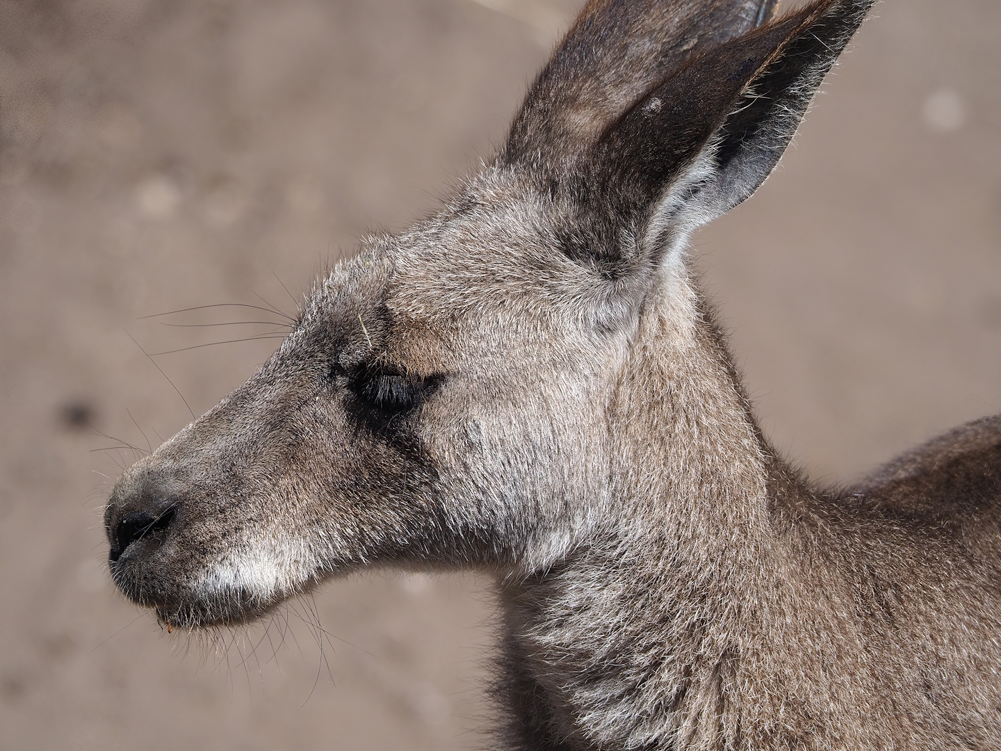 Eastern grey kangaroo (Macropus giganteus), 2023-05-31