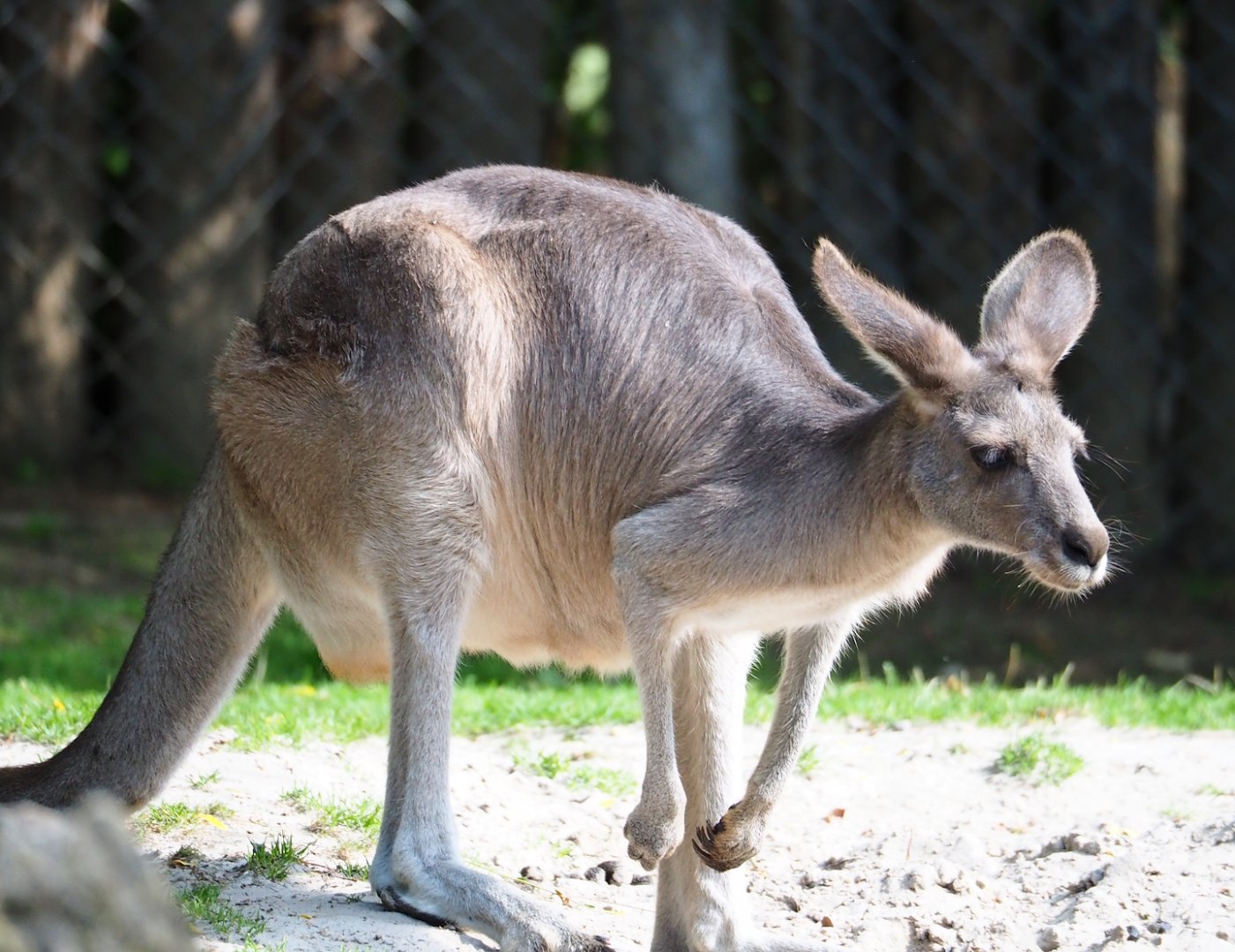 Eastern grey kangaroo (Macropus giganteus), 2023-07-26
