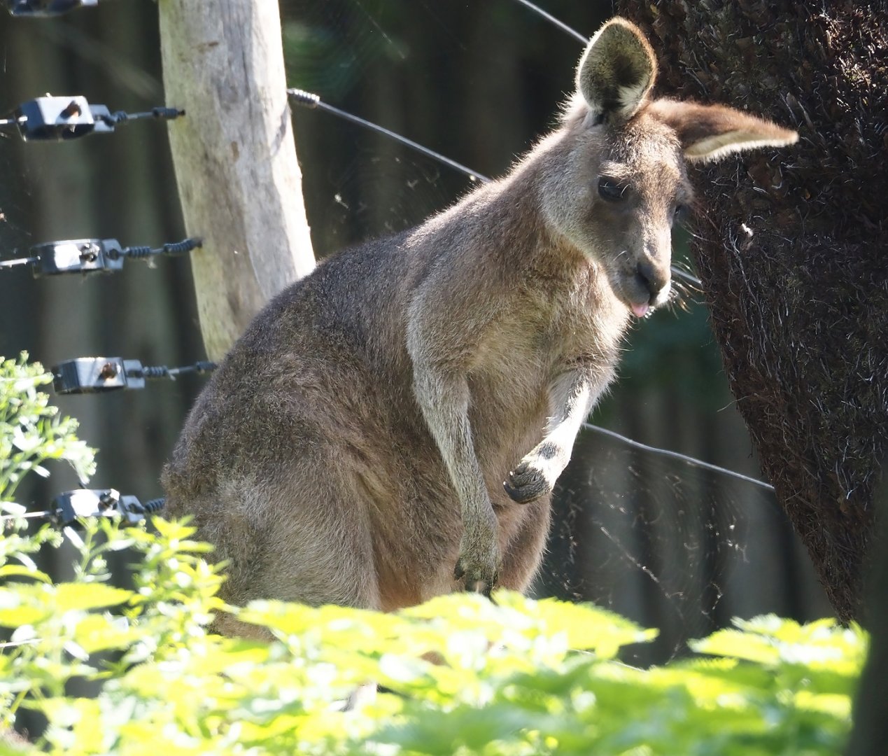 Eastern grey kangaroo (Macropus giganteus), 2024-09-17