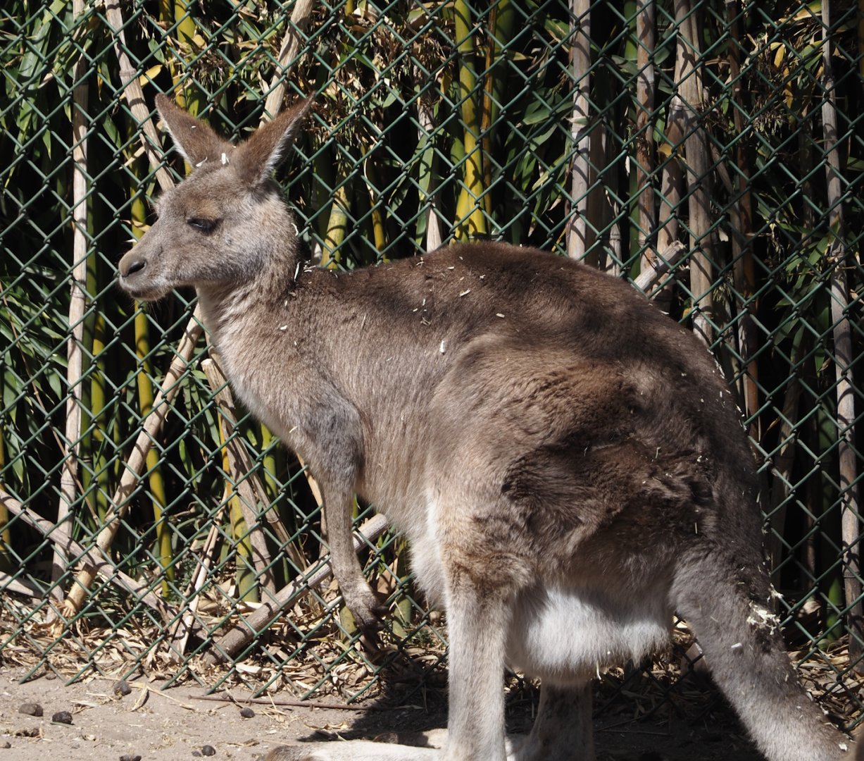 Eastern grey kangaroo (Macropus giganteus), 2025-04-12