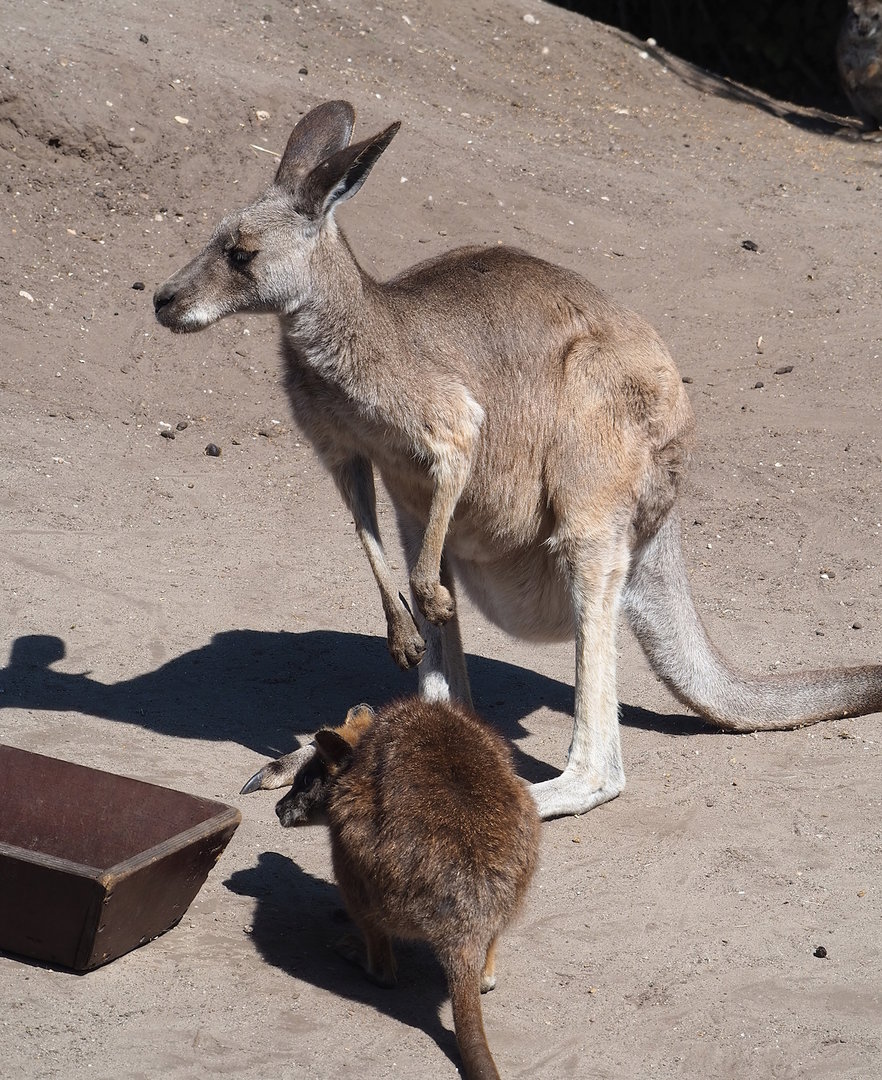 Eastern grey kangaroo (Macropus giganteus) and Parma wallaby (Notamacropus parma), 2023-05-31