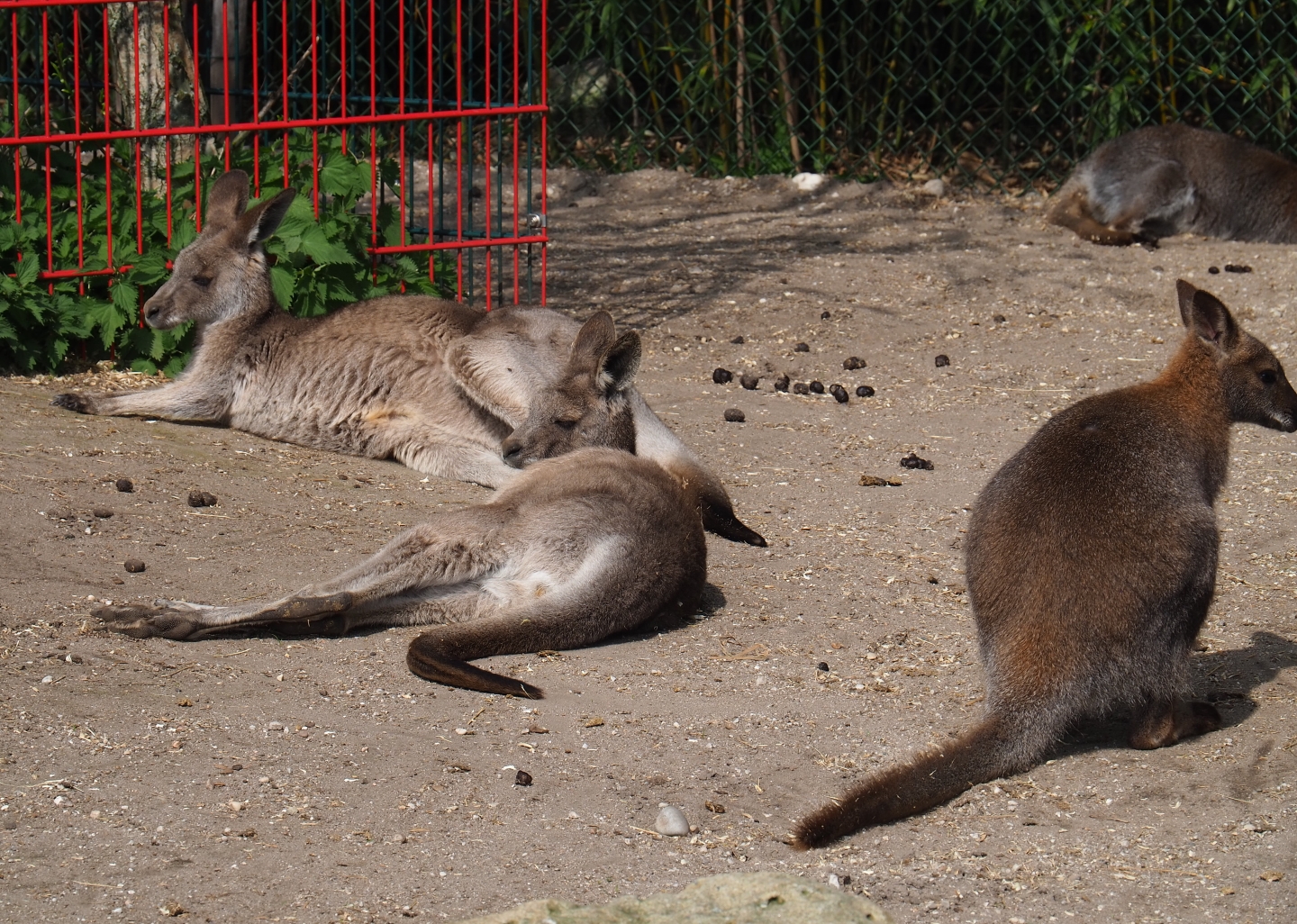 Eastern grey kangaroo (Macropus giganteus) and Red-necked wallaby (M. rufogriseus), 2019-04-06