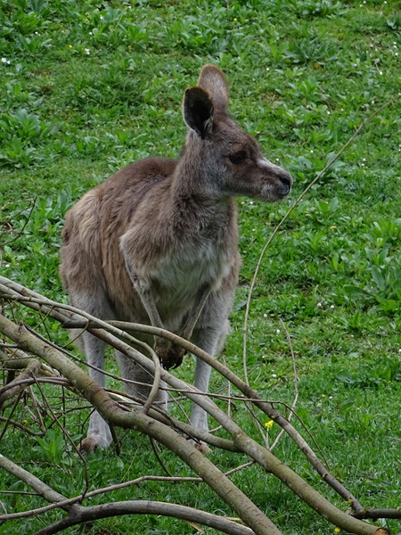 Eastern grey kangaroo (Macropus giganteus giganteus)