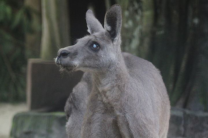 Eastern grey kangaroo (Macropus giganteus giganteus)