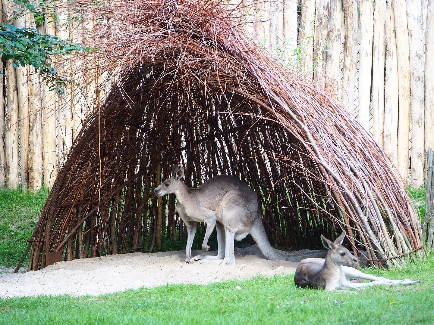 Eastern grey kangaroo (Macropus giganteus) using wicker shelter, 2022-07-16