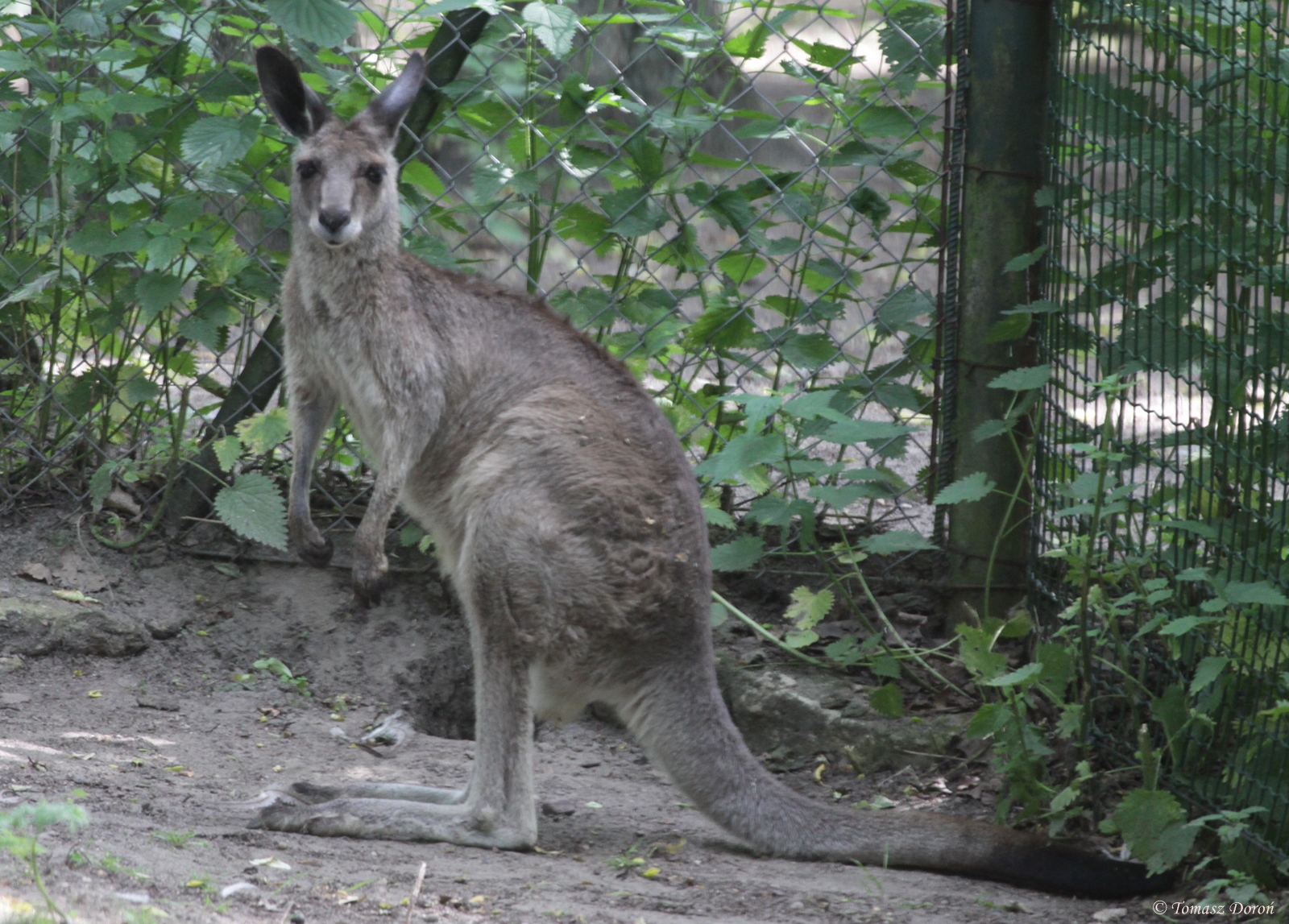 Eastern Grey Kangaroo (Macropus giganteus)