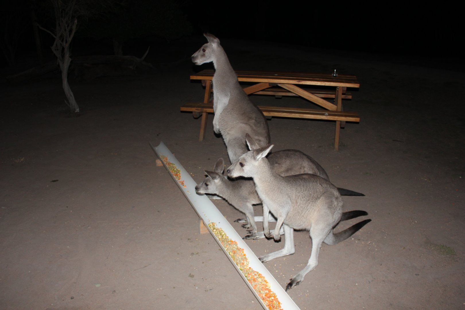 Eastern Grey Kangaroo (Macropus giganteus)