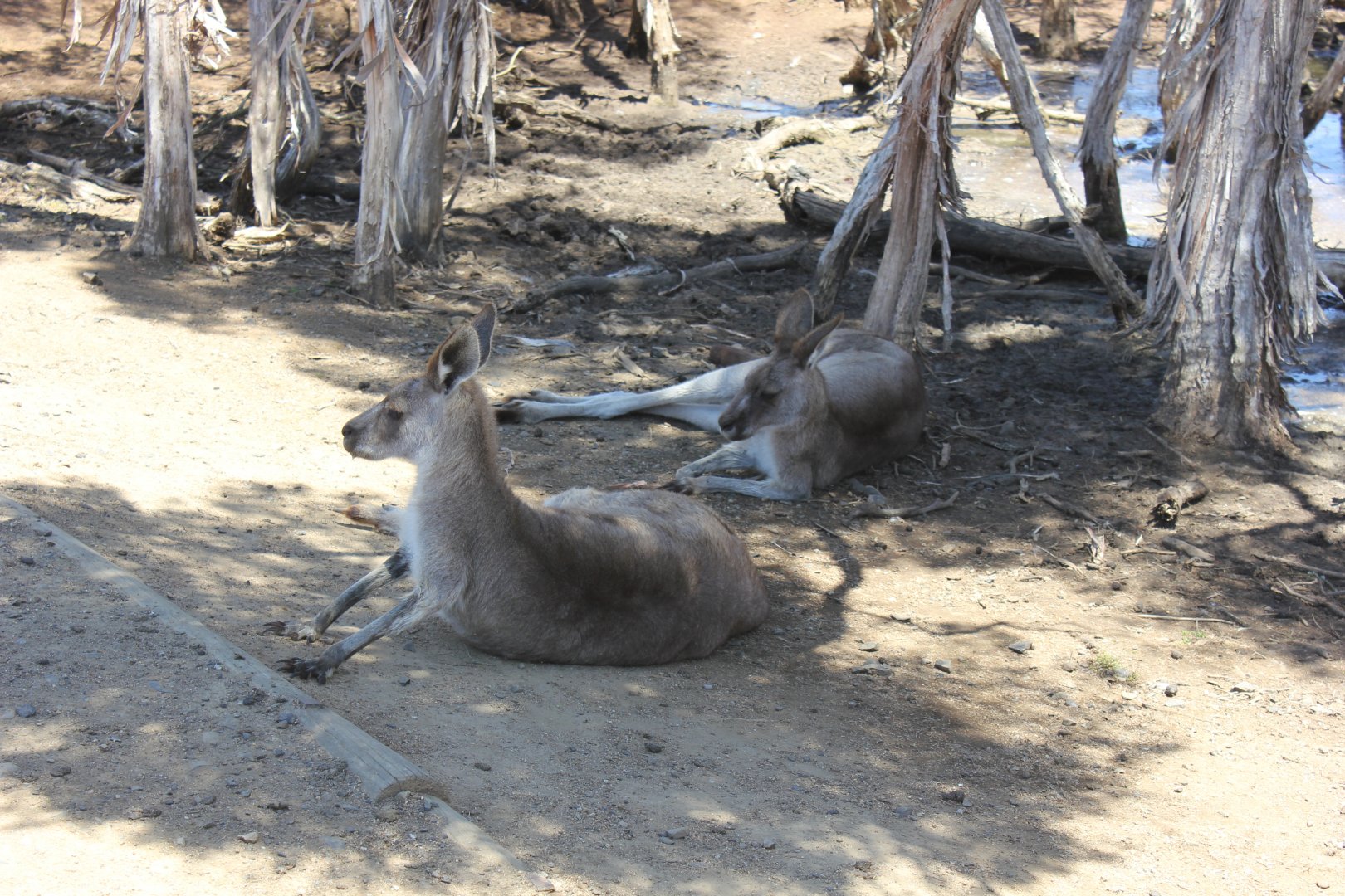 Eastern Grey Kangaroo (Macropus giganteus)