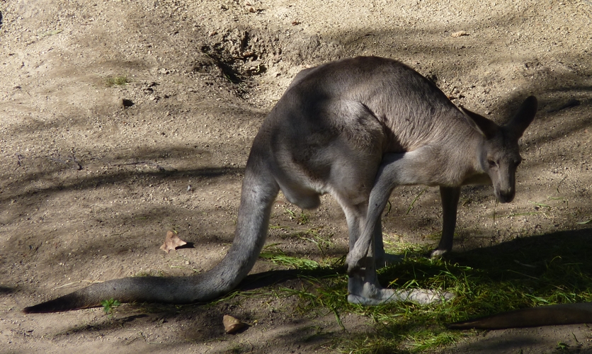 Eastern grey kangaroo (Macropus giganteus)