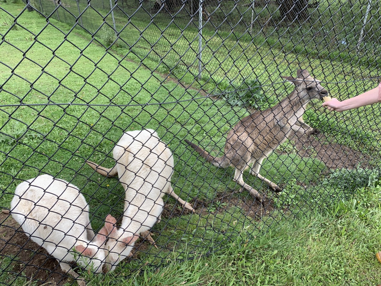 Eastern Grey Kangaroo (Macropus giganteus)