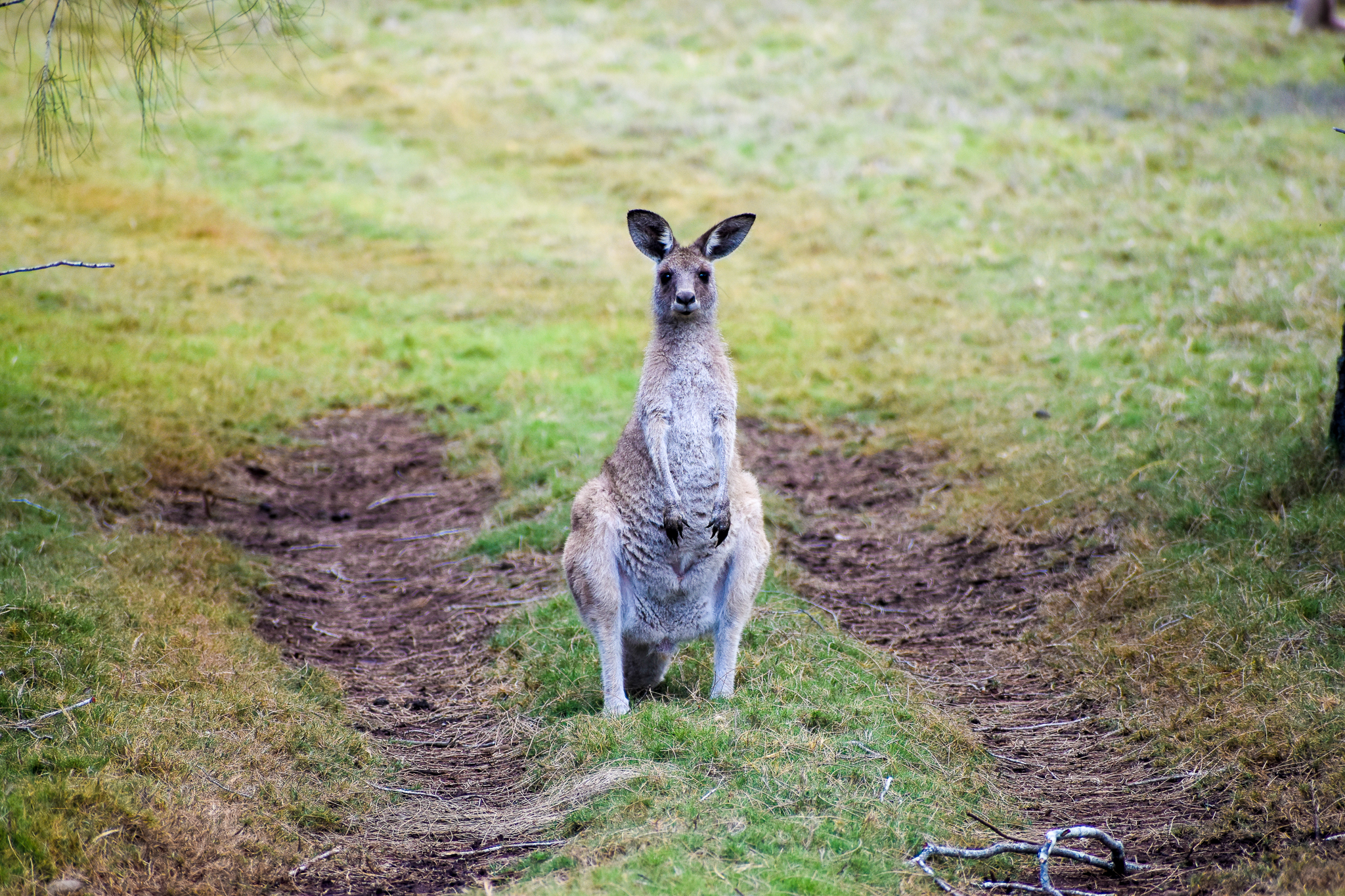 Eastern Grey Kangaroo (Macropus giganteus)