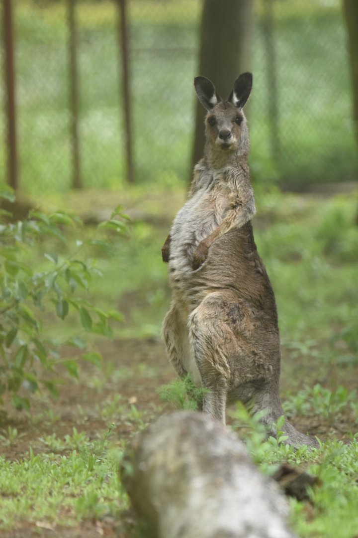 Eastern grey kangaroo (Macropus giganteus)