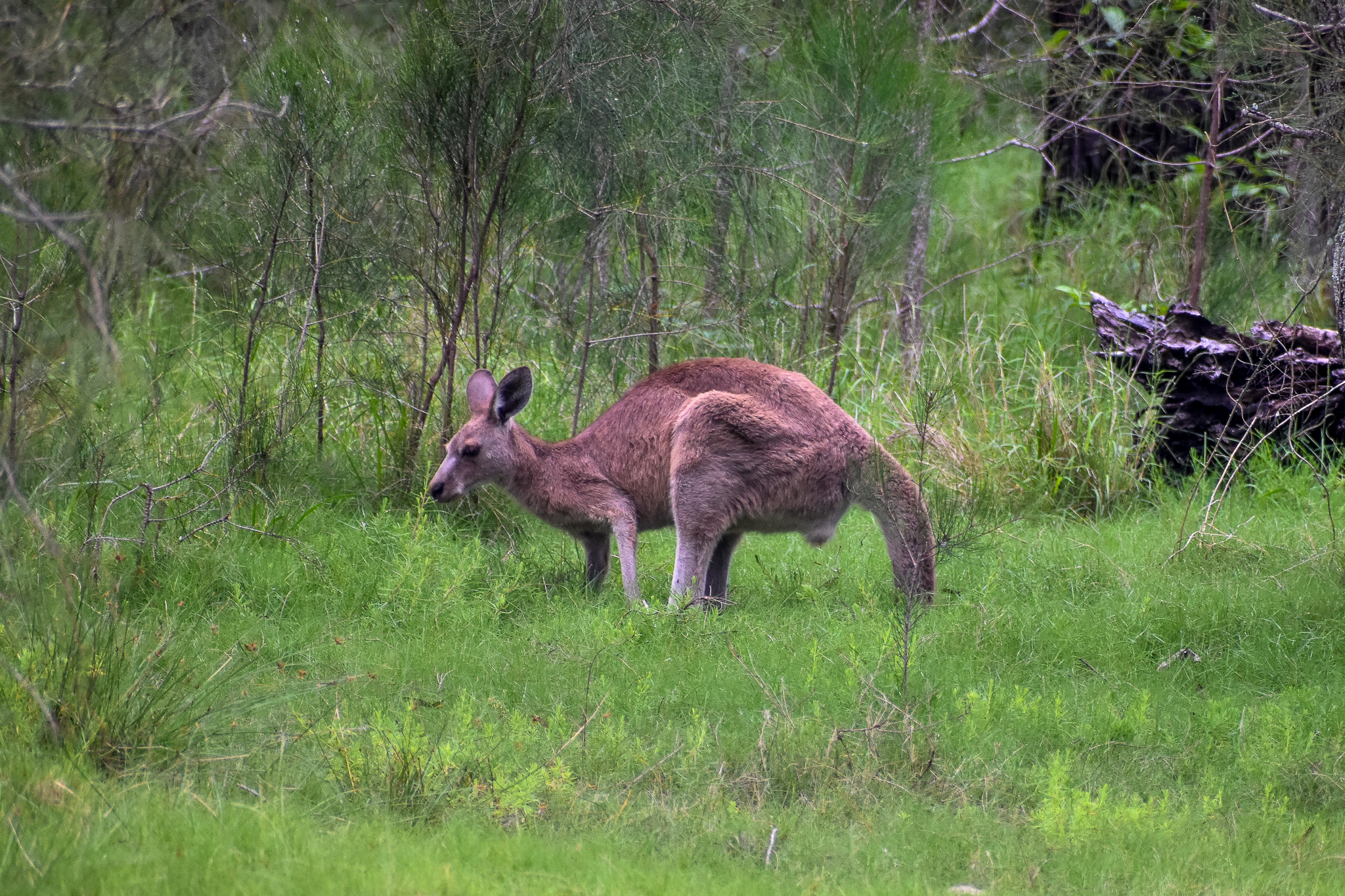 Eastern Grey Kangaroo (Macropus giganteus)