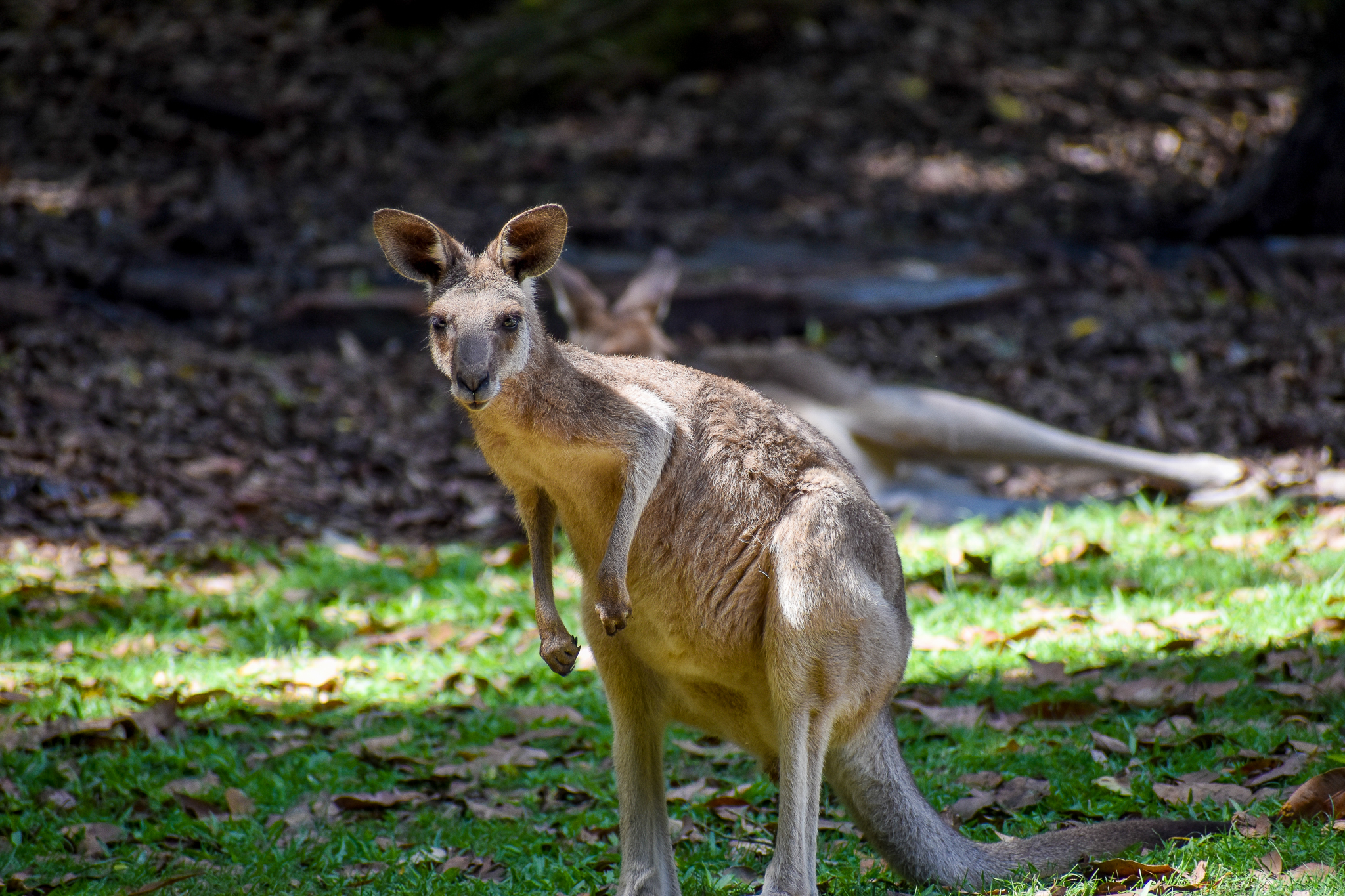 Eastern Grey Kangaroo (Macropus giganteus)