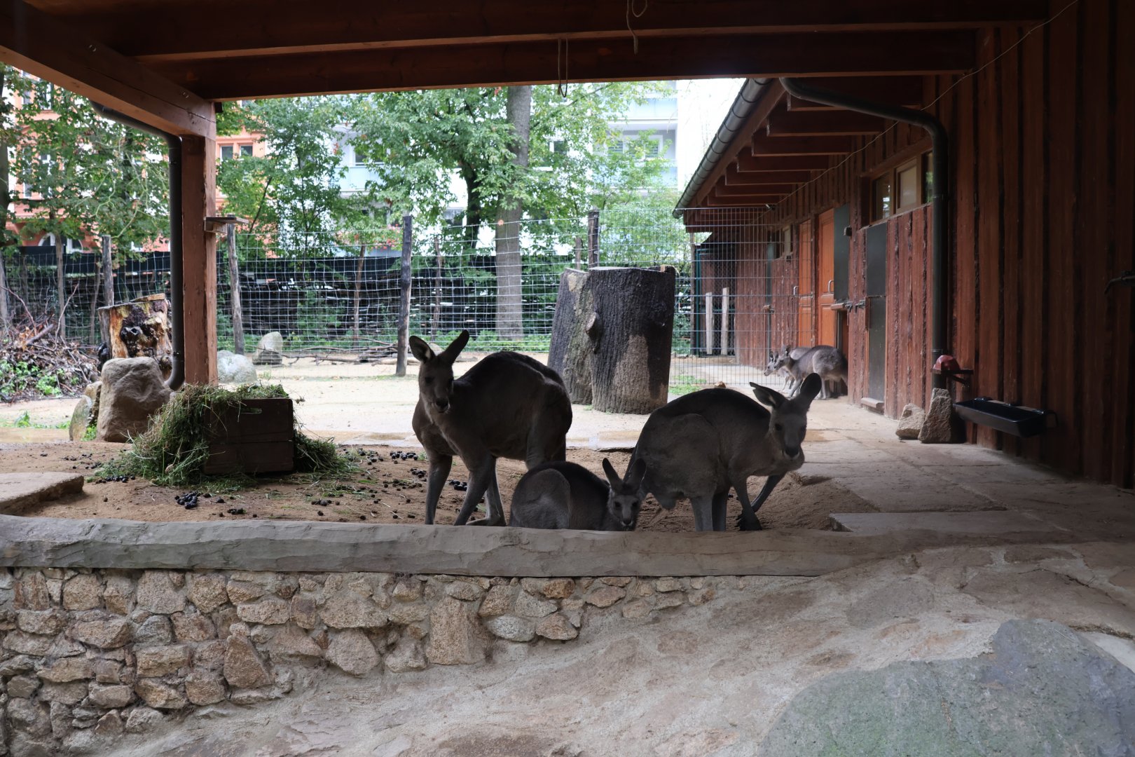 Eastern Grey Kangaroo (Macropus giganteus)