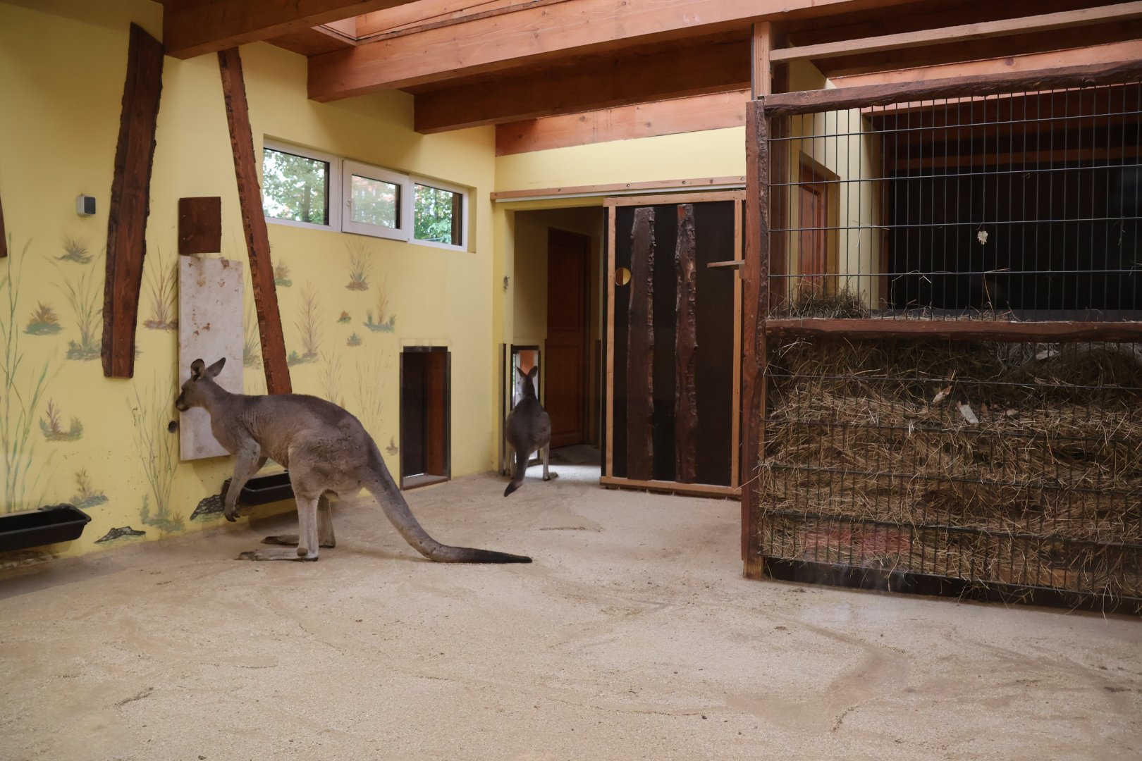 Eastern Grey Kangaroo (Macropus giganteus)