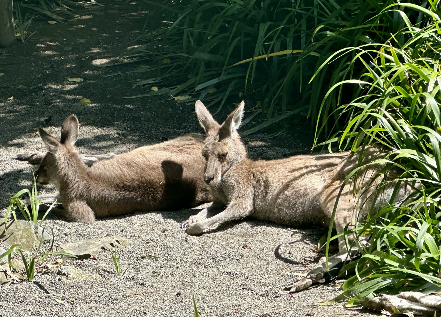 Eastern grey kangaroo (Macropus giganteus)