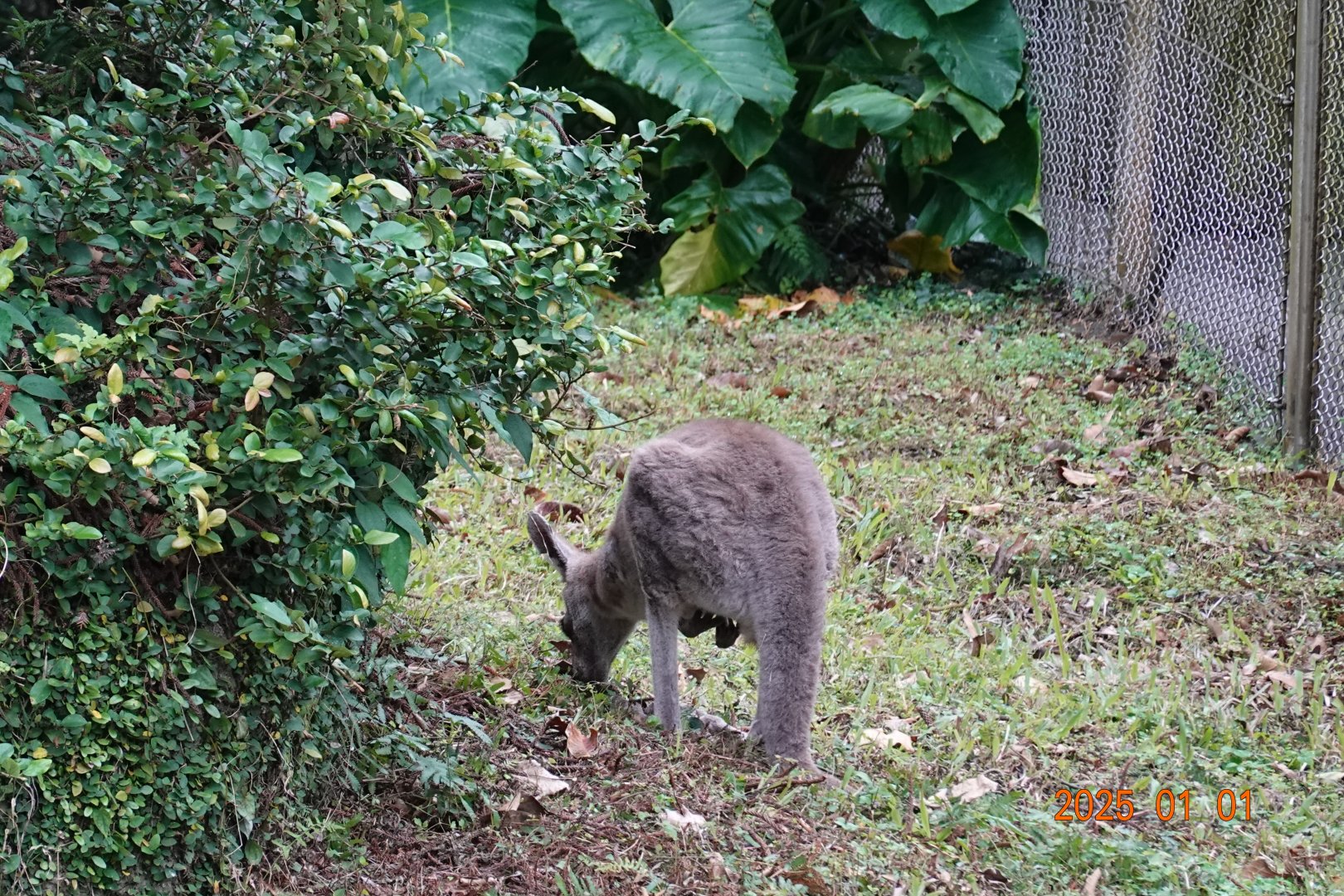 Eastern Grey Kangaroo (Macropus giganteus)