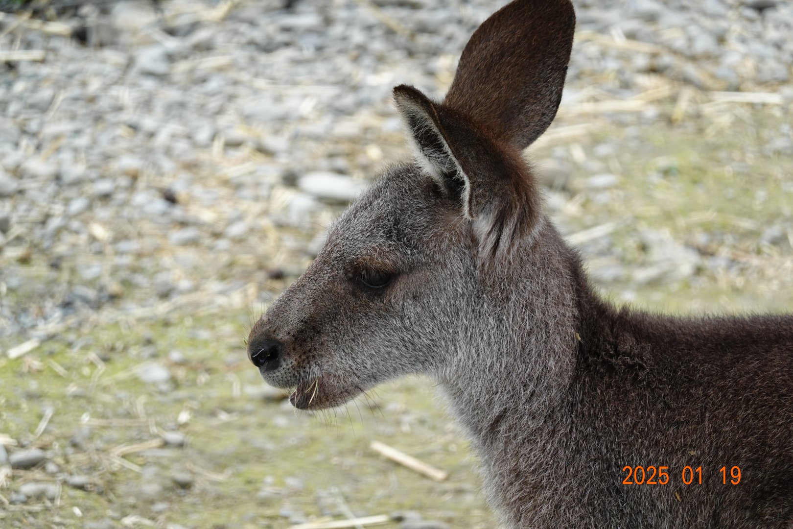 Eastern Grey Kangaroo (Macropus giganteus)