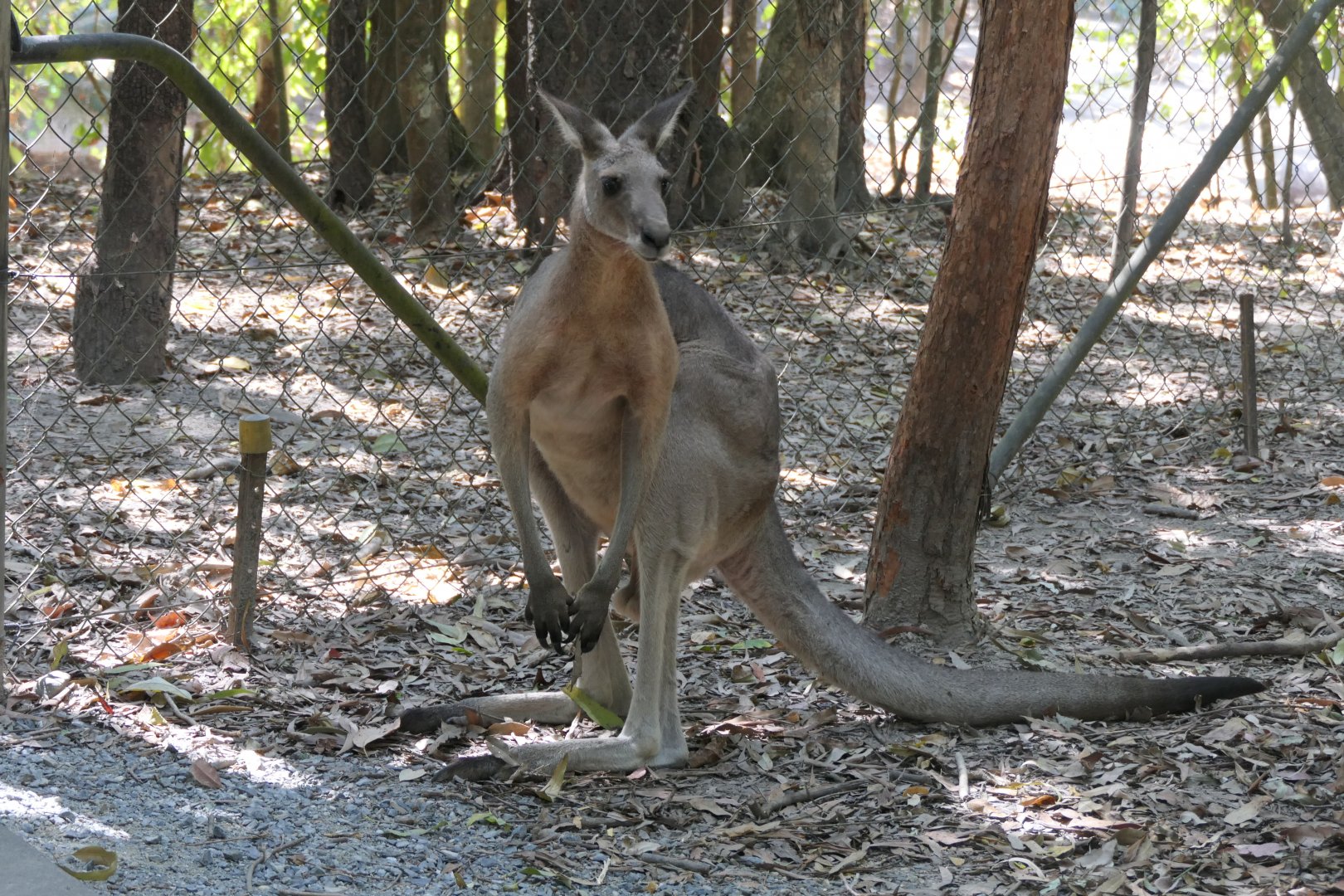 Eastern Grey Kangaroo (Macropus giganteus)