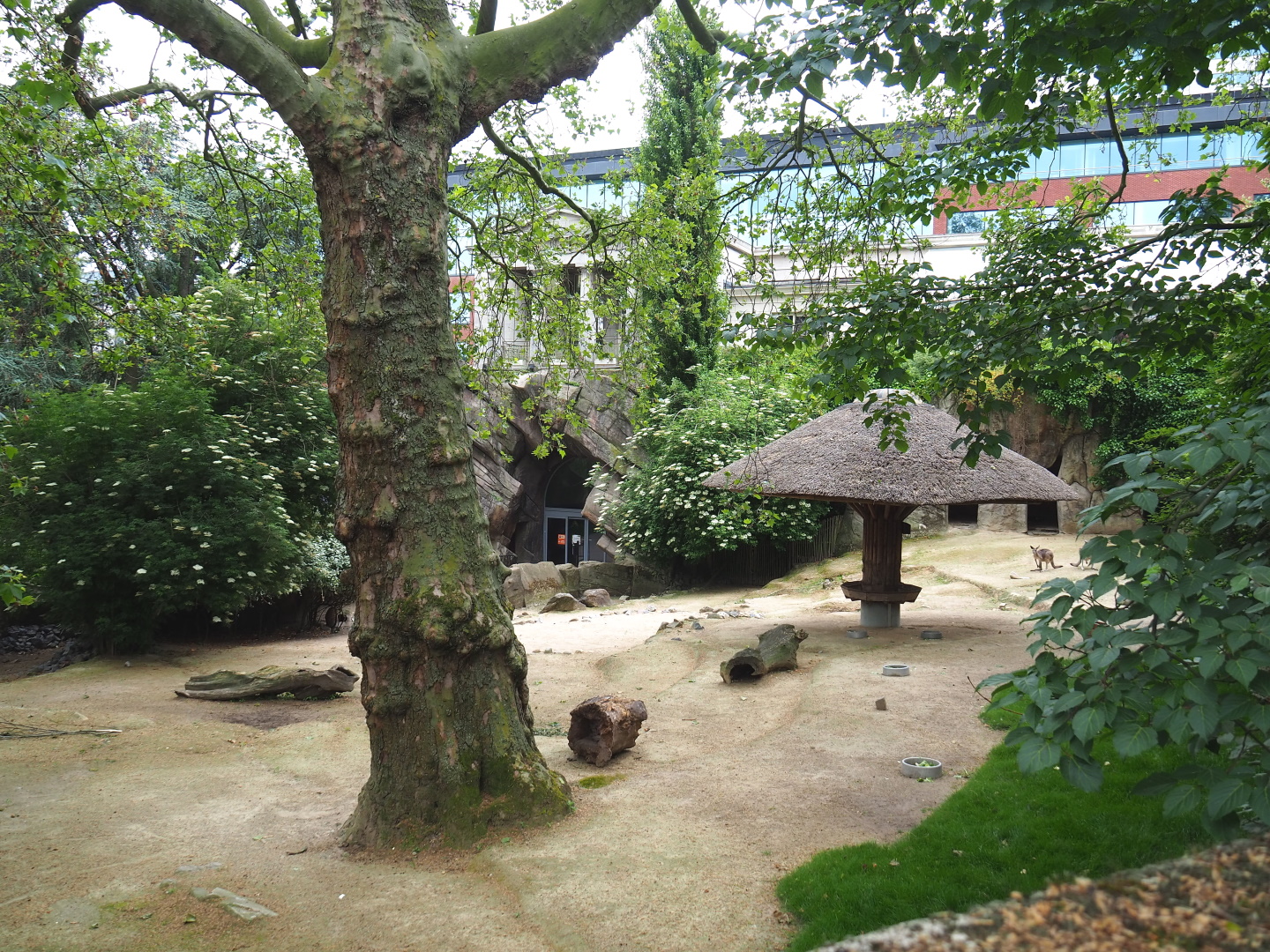 Eastern grey kangaroo paddock, 2021-06-12