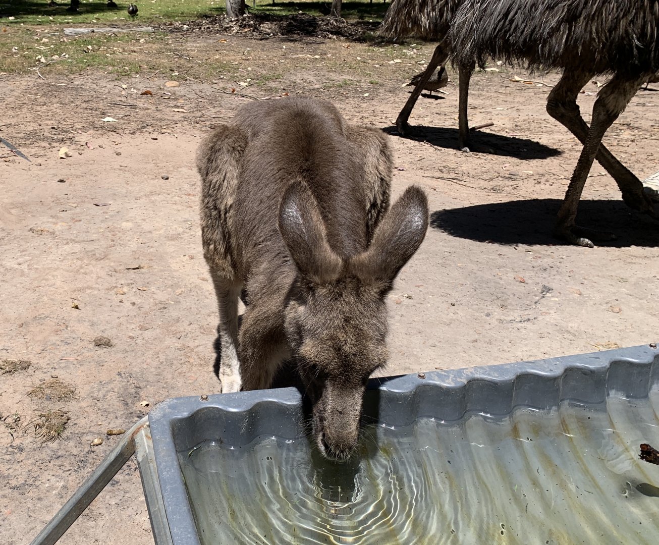 Eastern Grey Kangaroo (Potoroo Palace)