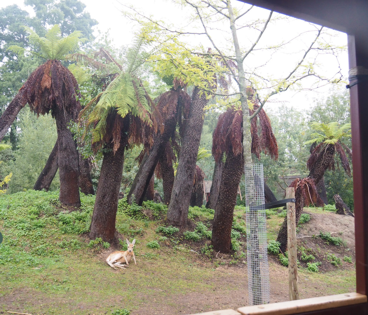Eastern grey kangaroo, Red kangaroo, Swamp wallaby and Emu area seen from the train, 2022-09-14