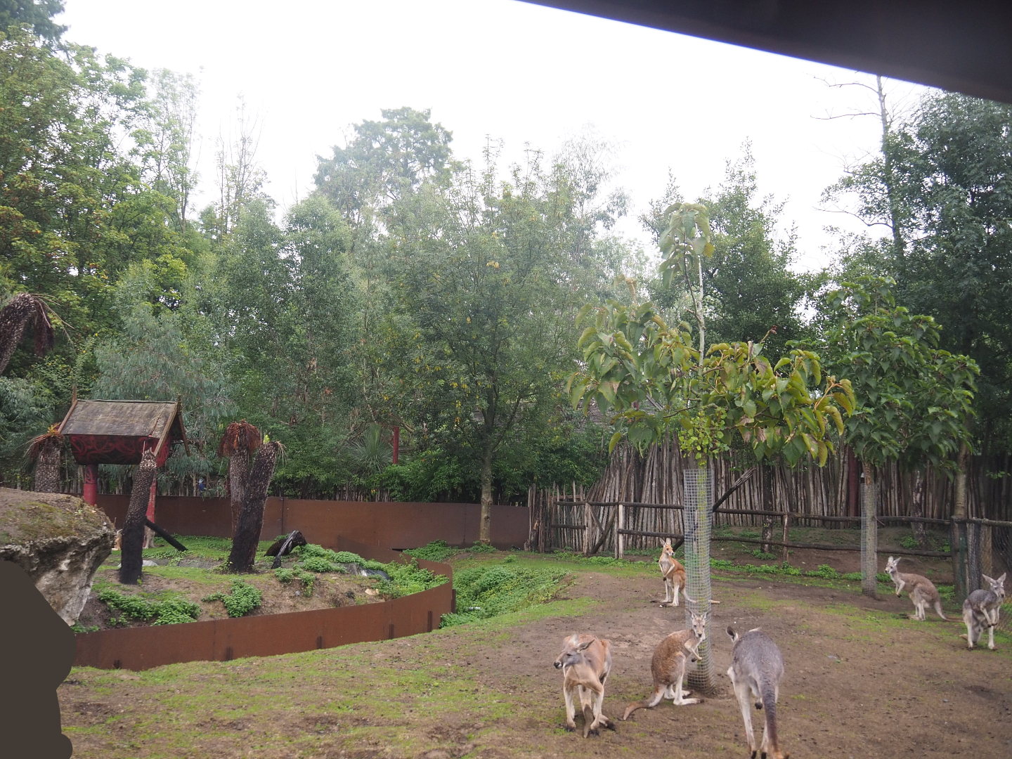 Eastern grey kangaroo, Red kangaroo, Swamp wallaby and Emu area seen from the train, 2022-09-14