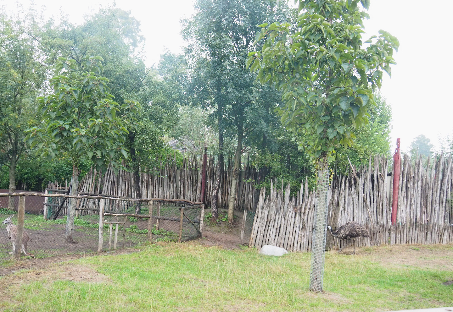Eastern grey kangaroo, Red kangaroo, Swamp wallaby and Emu area seen from the train, 2022-09-14