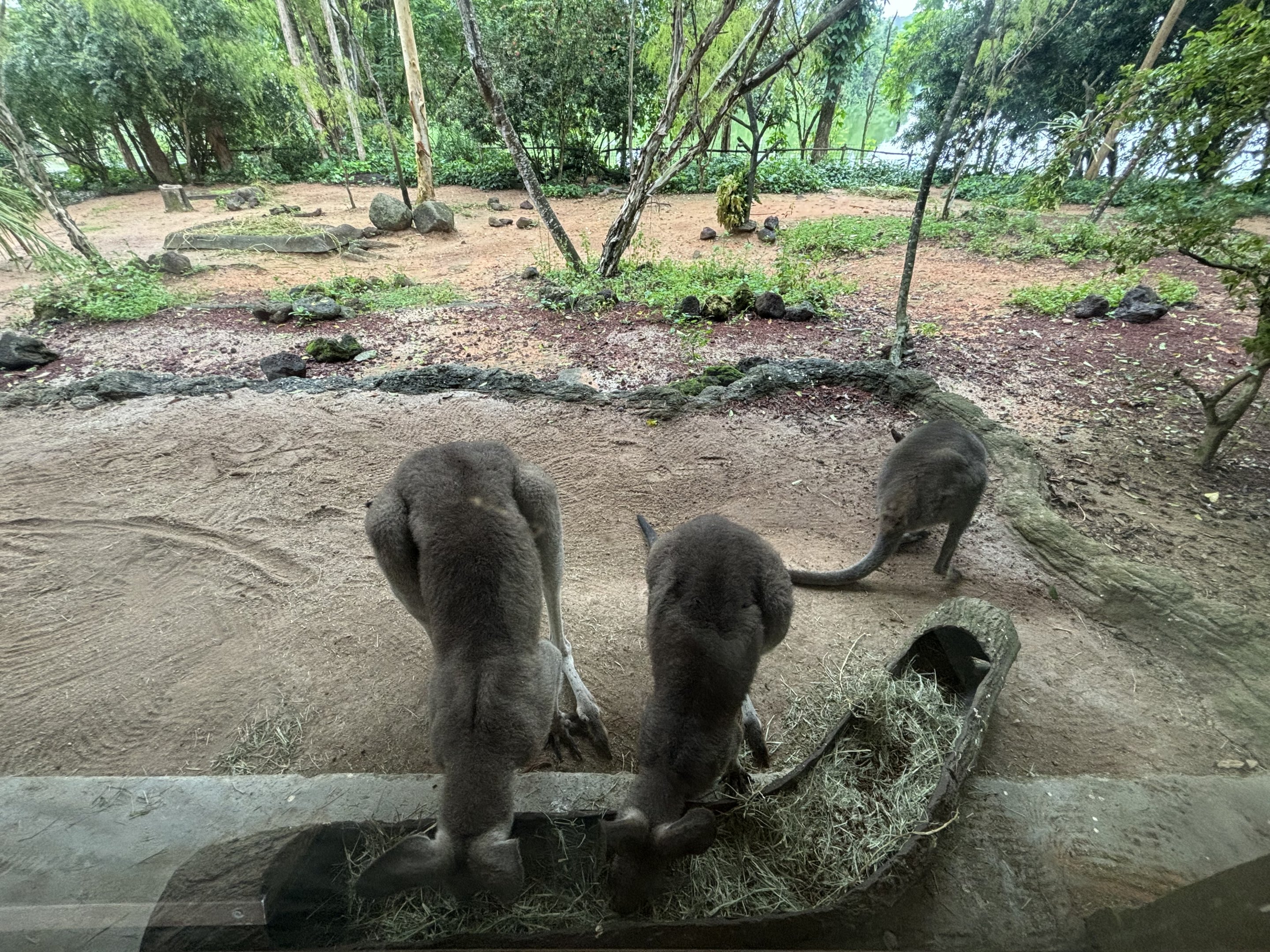 Eastern Grey Kangaroo + Red-necked Wallaby Exhibit
